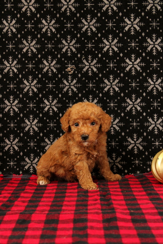 puppy, for, sale, Mini Poodle, Matthew B. Stoltzfus, dog, breeder, Gap, PA, dog-breeder, puppy-for-sale, forsale, nearby, find, puppyfind, locator, puppylocator, aca